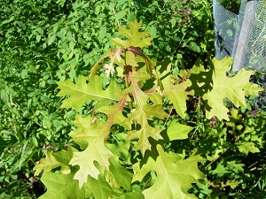 quercus texana (groupe des Lobatae)